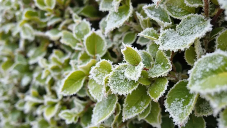 Perche-potare-le-siepi-con-il-gelo-puo-ucciderle-in-24-ore-discover16x9.webp